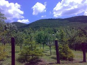 20090709533.jpg 20090709533.jpg